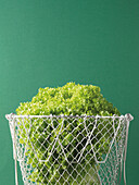Lettuce in Colander on Green Background, Studio Shot