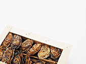 Box of Oysters, Studio Shot