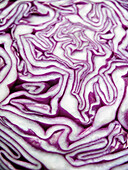 Close-up of Cross-Section of Red Cabbage