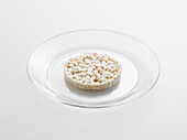 Rice Cake on Glass Plate, Studio Shot
