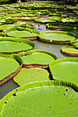 Riesige Amazonas-Seerosen, Botanischer Garten Sir Seewoosagur Ramgoolam, Mauritius