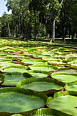 Giant Amazon Water Lilies, Sir Seewoosagur Ramgoolam Botanical Gardens, Mauritius