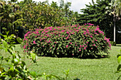 Azaleenstrauch, Botanischer Garten Sir Seewoosagur Ramgoolam, Mauritius