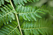 Fern Leaf, Brooklyn Botanical Gardens, Brooklyn, New York City, New York, USA