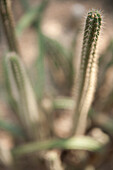 Kaktus, Botanischer Garten Brooklyn, Brooklyn, New York City, New York, USA