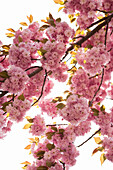 Kirschblütenbaum, Botanischer Garten Brooklyn, Brooklyn, New York City, New York, USA