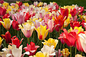 Tulips, Brooklyn Botanical Gardens, Brooklyn, New York City, New York, USA