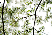 Blühender Hartriegel, Botanischer Garten Brooklyn, Brooklyn, New York City, New York, USA