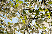 Blühender Hartriegel, Brooklyn Botanical Gardens, Brooklyn, New York City, New York, USA