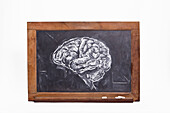Kreidezeichnung eines Gehirns auf einer Tafel