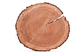 Cross-section of Tree Trunk
