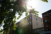 Sunflare through Trees, Williamsburg, Brooklyn, New York City, New York, USA