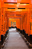 Torii-Tore am Fushimi Inari Taisha, Fushimi, Kyoto, Kansai-Region, Japan
