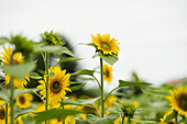 Feld mit Sonnenblumen