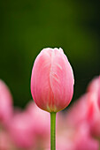 Close-up of Menton Tulip