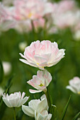 Field of Maywonder Tulips