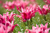 Field of Lilac Perfection Tulips