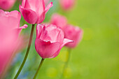 Close-up of Pink Tulips