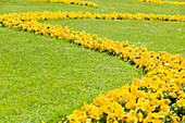 Gelbe Blumen im Mirabellgarten, Salzburg, Salzburger Land, Österreich