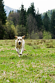 Golden Retriever rennt im Feld