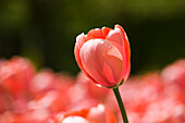 Nahaufnahme einer rosa Tulpe