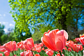 Field of Tulips