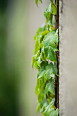 Ivy on Wall, Munich, Oberbayern, Bavaria, Germany