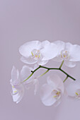 White Orchid