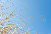 Gras vor blauem Himmel, Hernando Beach, Florida, USA