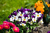 Viola, Mirabell Garden, Salzburg, Salzburger Land, Austria