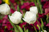 Tulips, Mirabell Garden, Salzburg, Salzburger Land, Austria