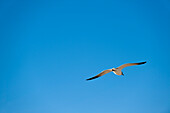 Seagull, Spring Hill, Florida, USA