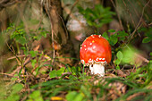 Fliegenpilz im Wald, Salzburg, Österreich