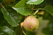 Nahaufnahme eines Apfels am Baum, Freiburg, Baden-Württemberg, Deutschland
