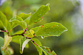 Close-up of Leaves on Tree, Freiburg, Baden-Wurttemberg, Germany