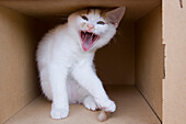 Hissing Kitten in Cardboard Box