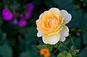 Close-up of Rose, Salzburg, Austria