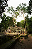 Ta Prom-Tempel, Angkor, Kambodscha