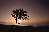 Palme am Strand, Costa del Sol, Spanien
