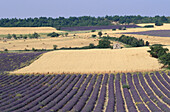 Lavender, Provence, France