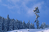 Schneebedeckte Bäume, Österreich