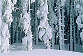 Schneebedeckte Bäume Österreich