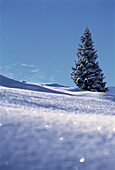 Schneebedeckter Baum, Schweiz