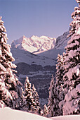 Berg Wetterhorn und schneebedeckte Bäume Schweiz