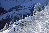 Übersicht über schneebedeckte Bäume und Landschaft, Jungfrau Region, Schweiz