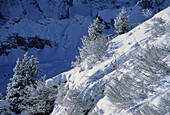 Überblick über schneebedeckte Bäume und Landschaft, Jungfrau Region, Schweiz