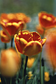 Close-Up of Tulips, Austria
