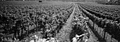 Vineyard, Wachau, Austria