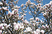 Magnolia Tree