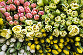 Nahaufnahme von Tulpen auf dem Markt